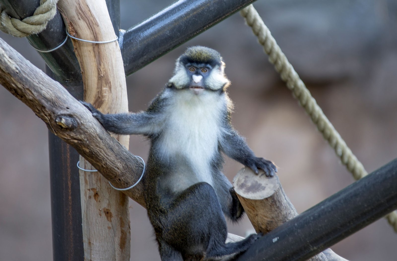 San Diego Zoo Part I 169